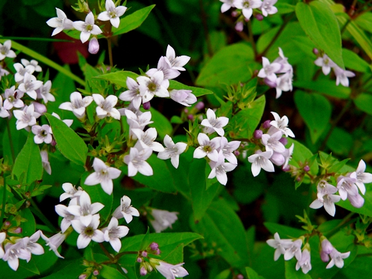 {Houstonia purpurea}